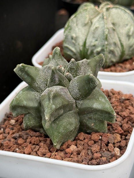 Astrophytum myriostigma ‘Onzuka Kikko’