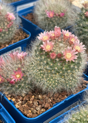 Mammillaria bocasana