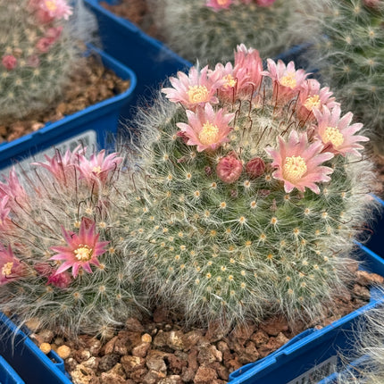 Mammillaria bocasana