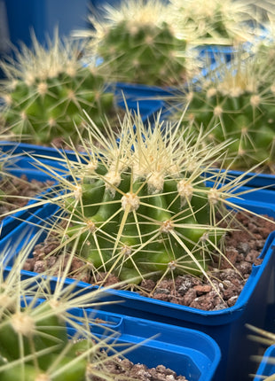 Kroenleinia (Echinocactus) grusonii (Asiento de la suegra / Barril dorado)