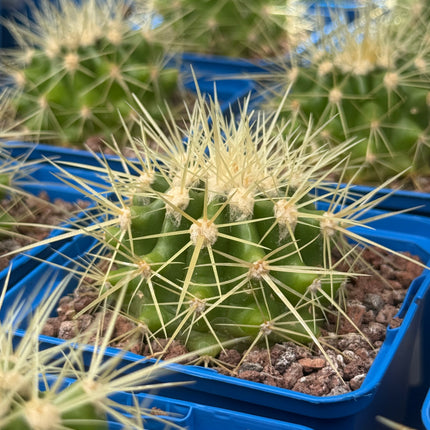 Kroenleinia (Echinocactus) grusonii (Mother-in-law seat/Golden barrel)