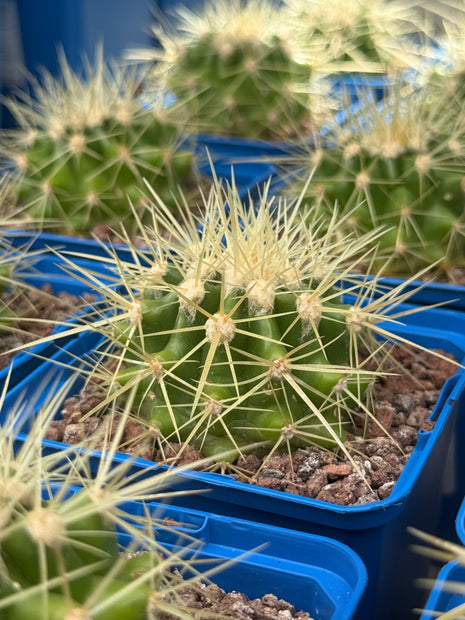 Kroenleinia (Echinocactus) grusonii (Asiento de la suegra / Barril dorado)