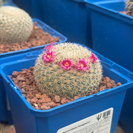 Mammillaria haageana