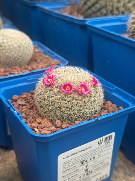 Mammillaria haageana