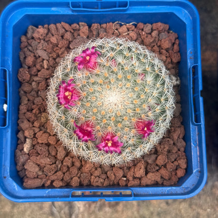 Mammillaria haageana