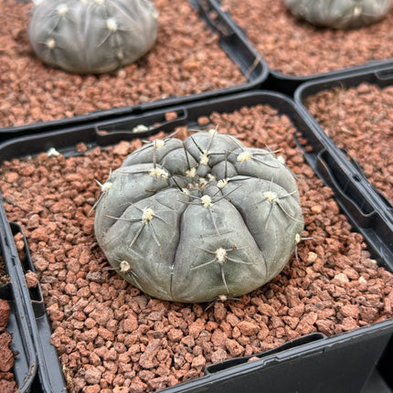 Gymnocalycium borthii
