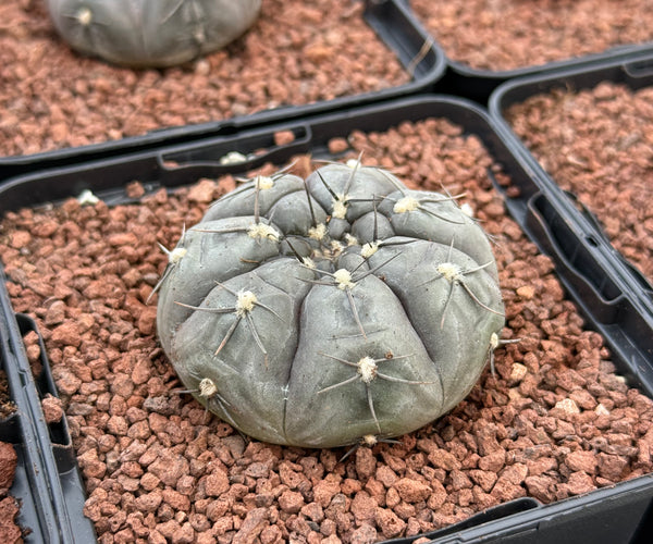 Gymnocalycium borthii ssp. nogolese – DesertSTORE.es