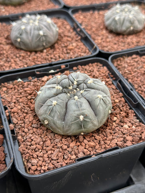 Gymnocalycium borthii