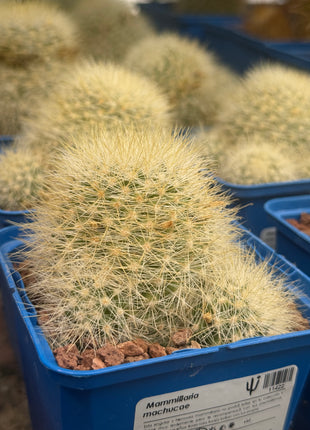 Mammillaria machucae