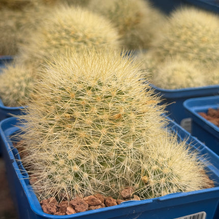 Mammillaria machucae