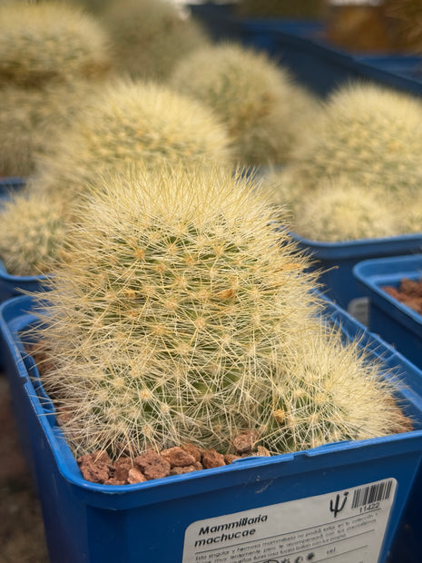 Mammillaria machucae