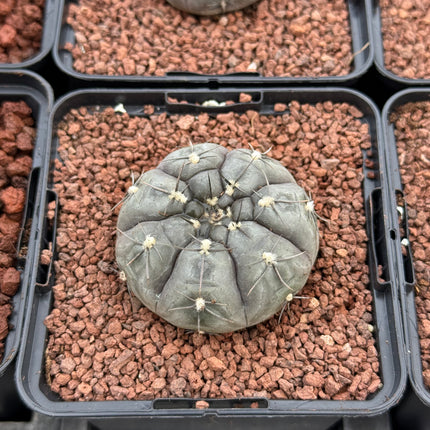 Gymnocalycium borthii