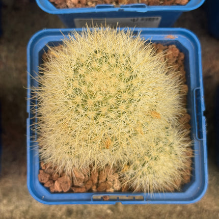 Mammillaria machucae