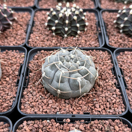 Gymnocalycium borthii uogolense
