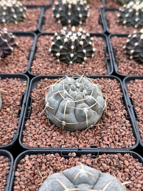 Gymnocalycium borthii uogolense