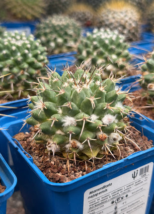 Mammillaria nejapensis