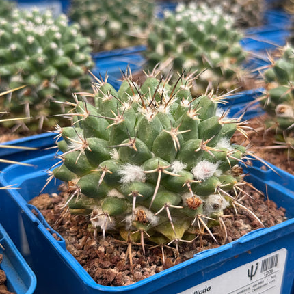 Mammillaria nejapensis
