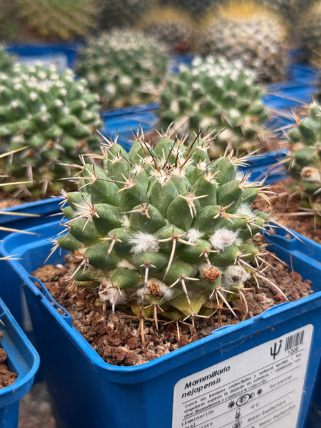 Mammillaria nejapensis