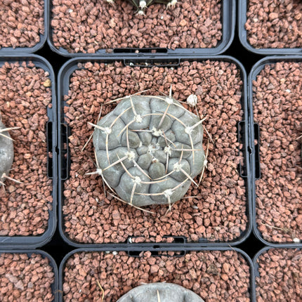 Gymnocalycium borthii uogolense