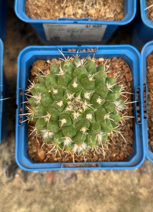 Mammillaria nejapensis
