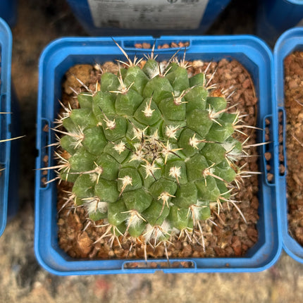 Mammillaria nejapensis