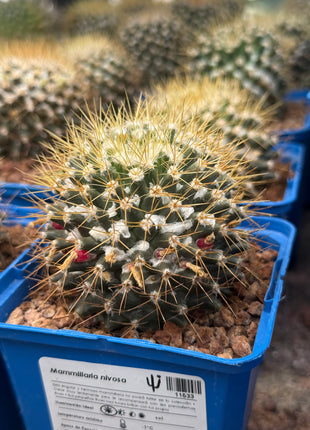 Mammillaria nivosa
