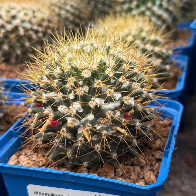Mammillaria nivosa