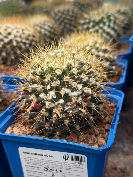 Mammillaria nivosa
