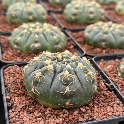 Gymnocalycium denudatum