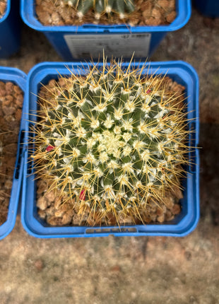 Mammillaria nivosa