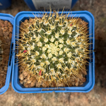 Mammillaria nivosa