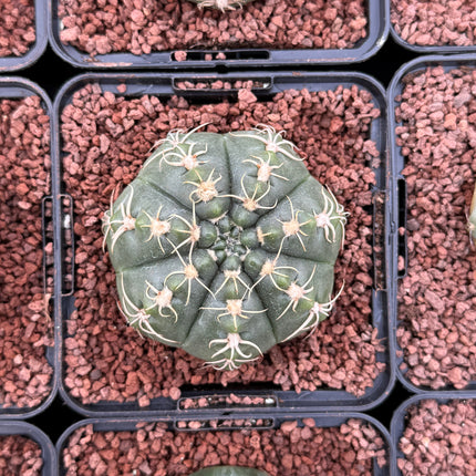 Gymnocalycium denudatum