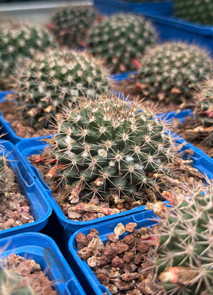 Mammillaria simplex
