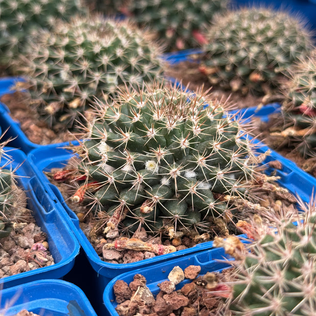 Mammillaria simplex
