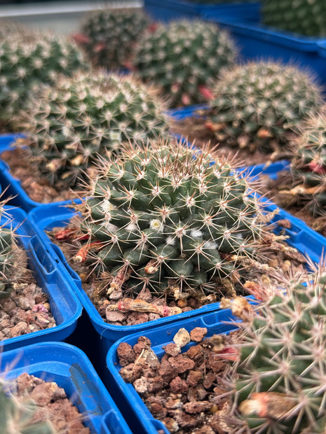 Mammillaria simplex