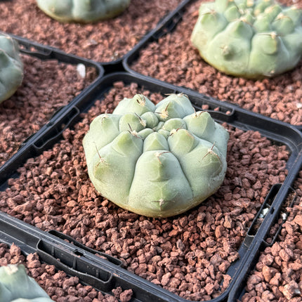 Gymnocalicyum vatteri