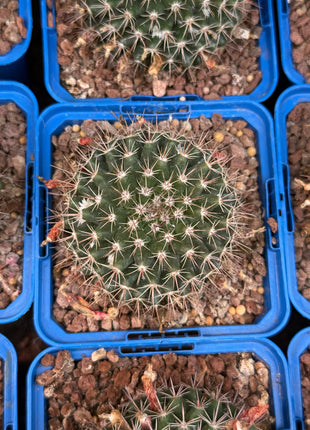 Mammillaria simplex