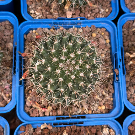 Mammillaria simplex