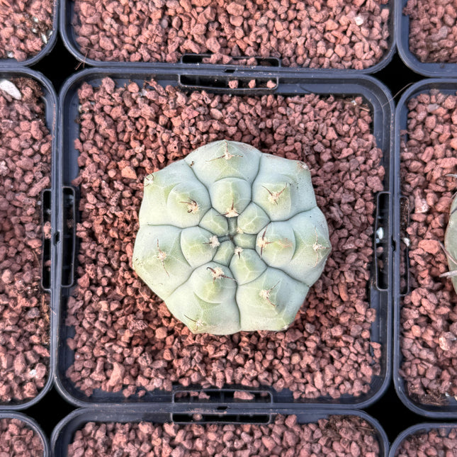 Gymnocalicyum vatteri