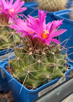 Thelocactus bueckii subsp. matudae