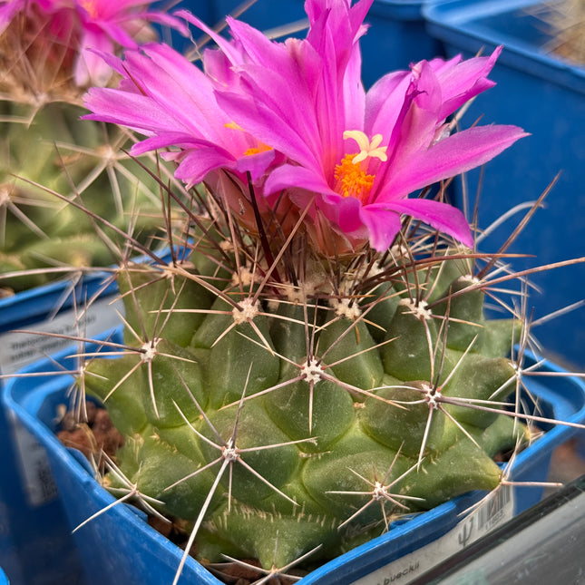 Thelocactus bueckii subsp. matudae