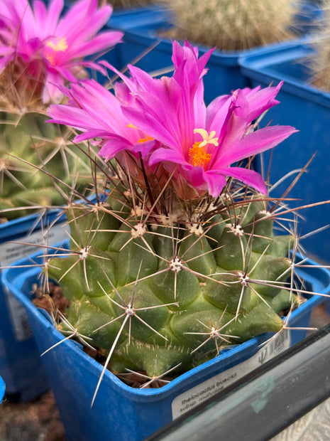 Thelocactus bueckii subsp. matudae