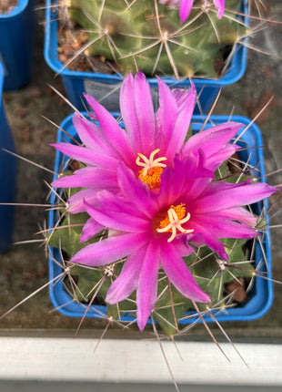 Thelocactus bueckii subsp. matudae