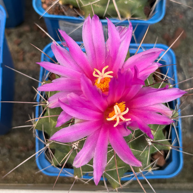 Thelocactus bueckii subsp. matudae