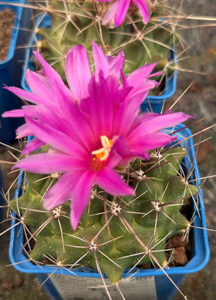 Thelocactus bueckii subsp. matudae