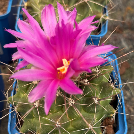 Thelocactus bueckii subsp. matudae