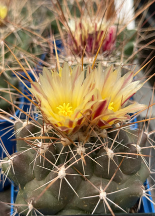 Thelocactus conothelos var. flavus