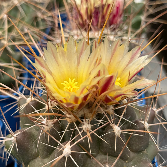 Thelocactus conothelos var. flavus