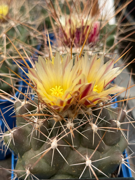 Thelocactus conothelos var. flavus