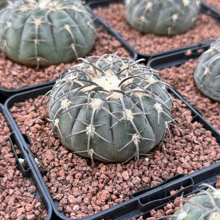 Gymnocalycium catamarcense